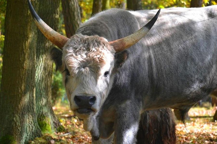 ZAGRODA EDUKACYJNA ZWIERZYNIEC
